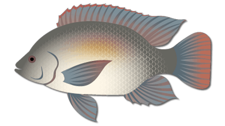 Spotted Tilapia