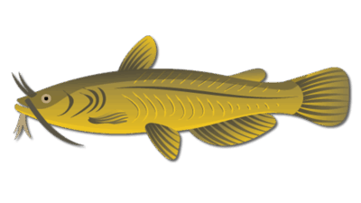 Yellow Bullhead Catfish