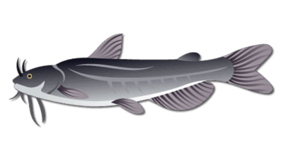 White Catfish