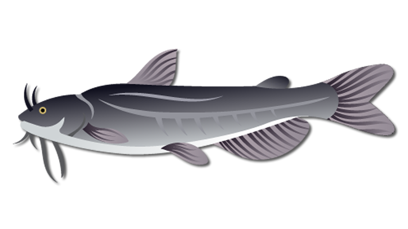 White Catfish