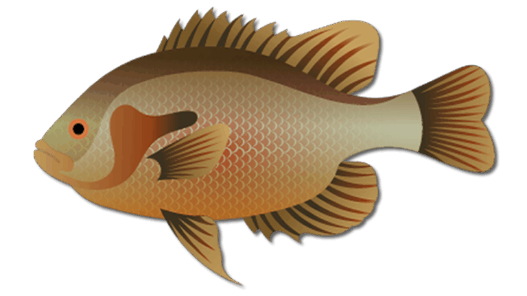 Redbreast Sunfish