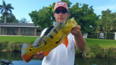 The Falls Canal System Peacock Bass Fishing