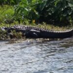 Alligator Lake thumbnail