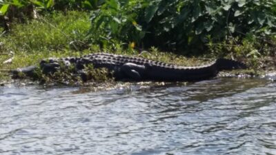 Alligator Lake
