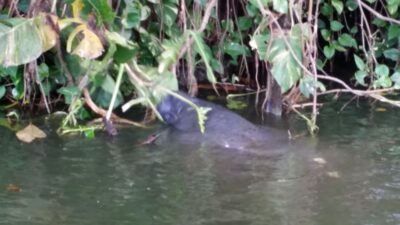 Lake Manatee