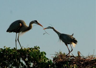 Outdoor photos of Birds