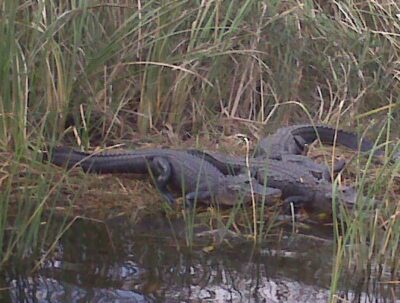 gators-everglades-jan