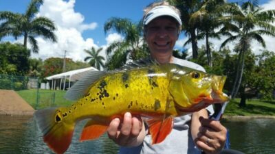 Catching Peacock Bass In Miami With Capt Robert Miley