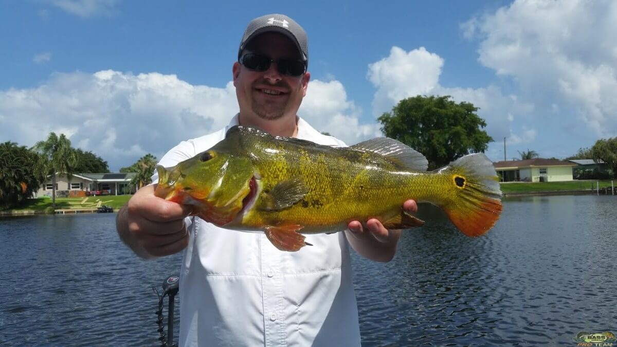 Peacock Bass Fishing Good Numbers On Lake Ida