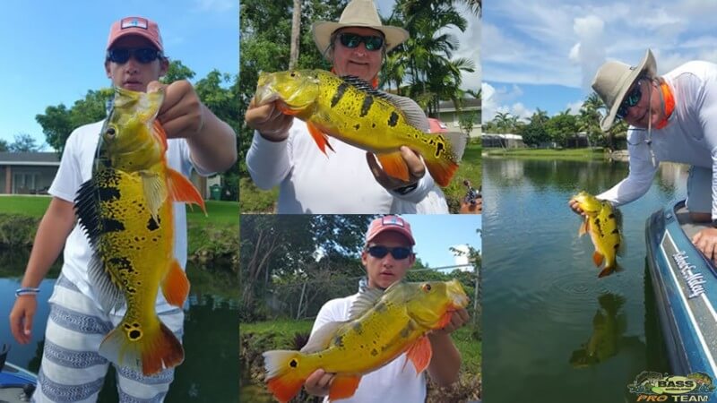 The Falls Canal System Peacock Bass Fishing
