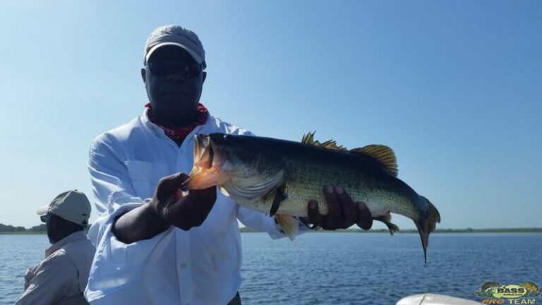 Largemouth Bass 8.4 Pounds Caught On Toho