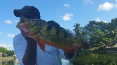 Peacock Bass Fishing At The Airport Lakes