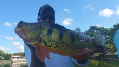 Peacock Bass Fishing At The Airport Lakes