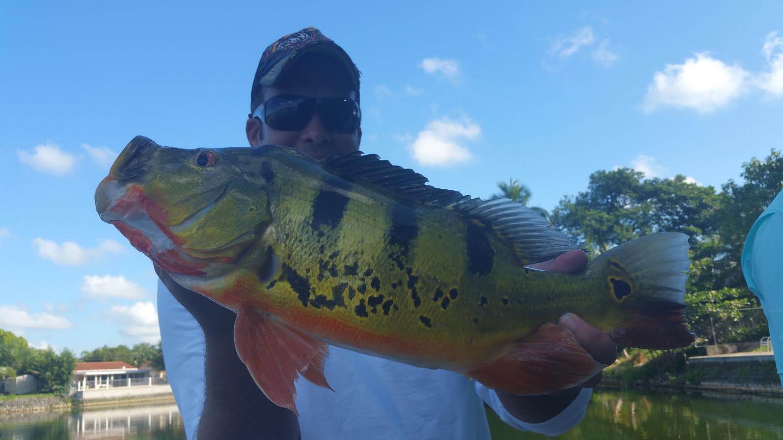 Peacock Bass Fishing At The Airport Lakes