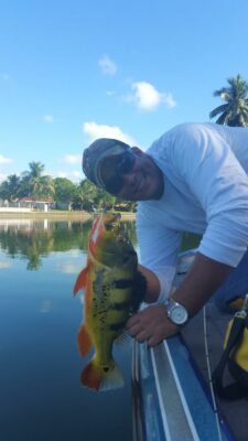 Peacock Bass Fishing At The Airport Lakes