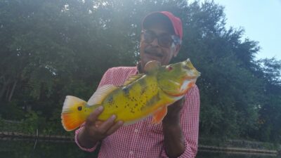 Peacock Bass Fishing At The Airport Lakes