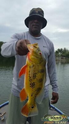 Peacock Bass Fishing In The Blue Lagoon