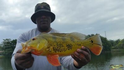 Peacock Bass Fishing In The Blue Lagoon