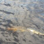 What Will They Reel In Next 4 j11 2