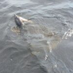 What Will They Reel In Next 3 j1 2