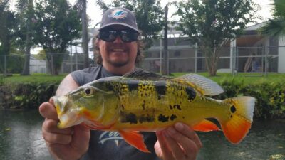 Caught Over 25 Peacock Bass At the Falls