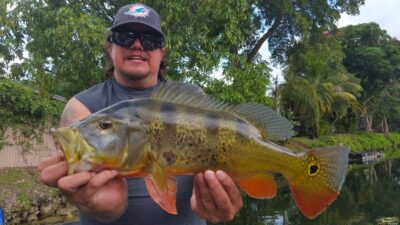 Are There Peacock Bass in Georgia? Where to Catch Them