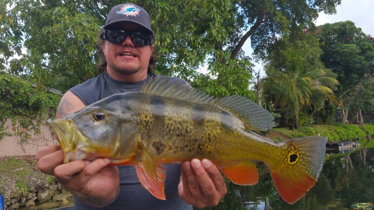 Caught Over 25 Peacock Bass At the Falls