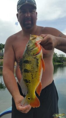 Peacock Bass Fishing in Miami