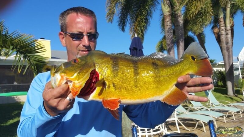 Peacock Bass in Palm Beach