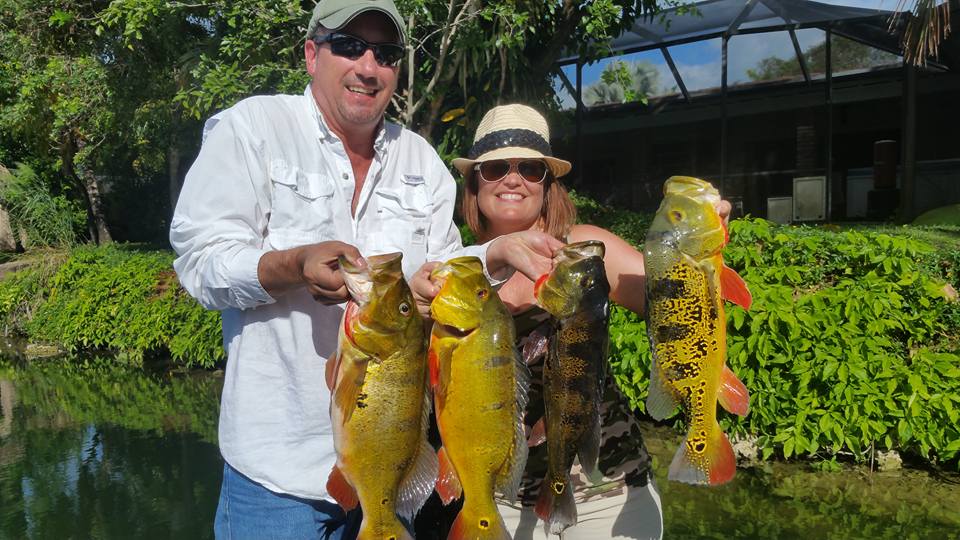 Miami South Florida Peacock Bass Fishing - Peacock Bass Fishing in Miami Florida