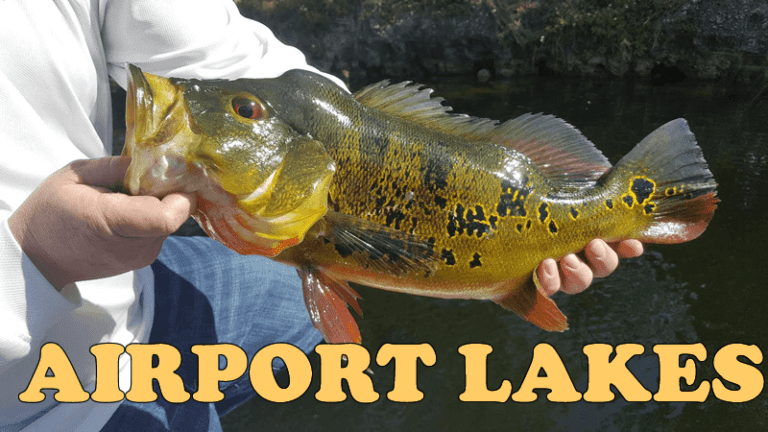 Butterfly Peacock Bass Fishing