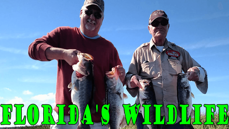 Florida Abundant Wildlife