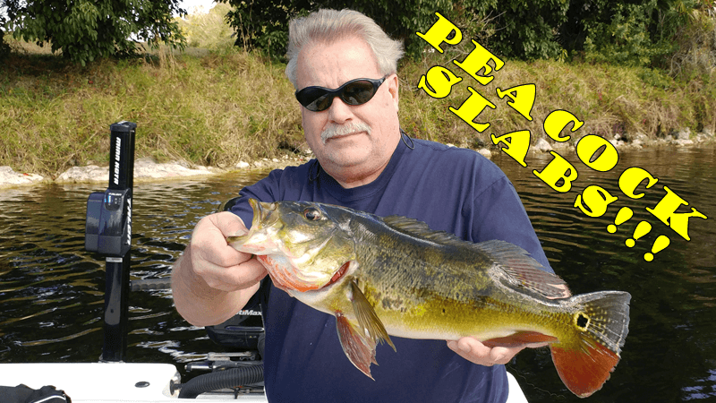 Naples Golden Gate Canal Largemouth & Peacock Bass Fishing