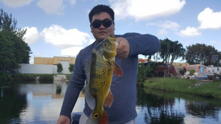 Blue Lagoon Miami Park Peacock Bass Fishing
