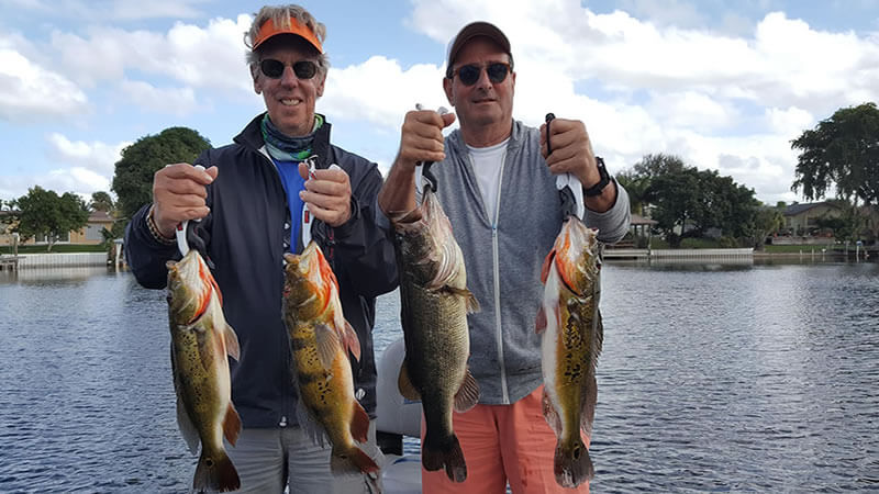The Peacock Bass are Hugging the Seawall on Lake Ida