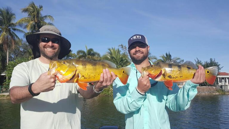 Peacock Bass Fishing In Miami Fort Lauderdale And Palm Beach