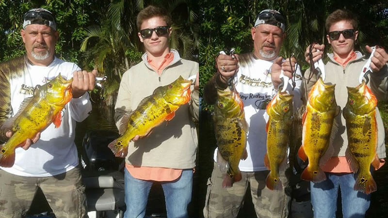 Catching Peacock Bass On Megabass Jerk Baits In Lake Ida