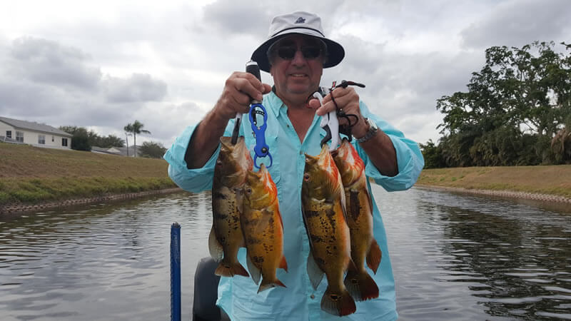 Peacock Bass Fishing Palm Beach County Florida 1 Fishing Palm Beach County