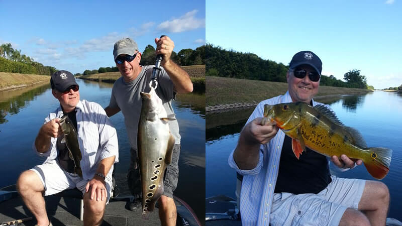 Peacock Bass Fish Lake Ida