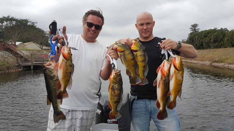 Palm Beach County Peacock Bass