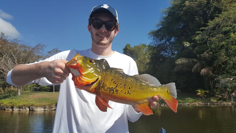Miami Trophy Peacock Bass Fishing