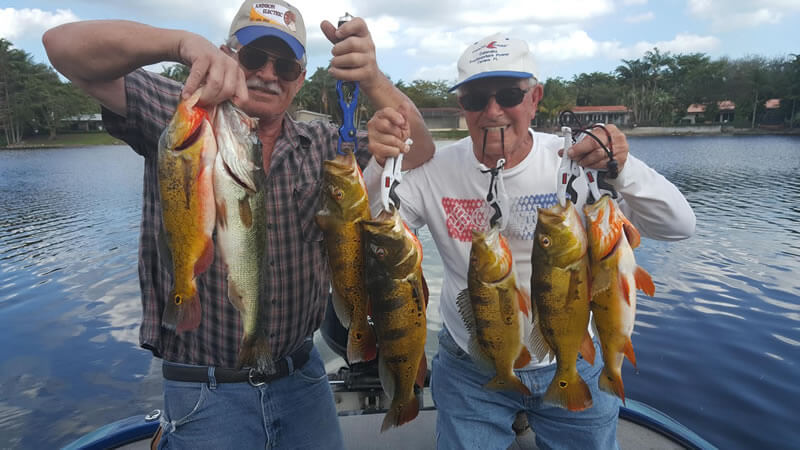 Florida Fishing Peacock Bass