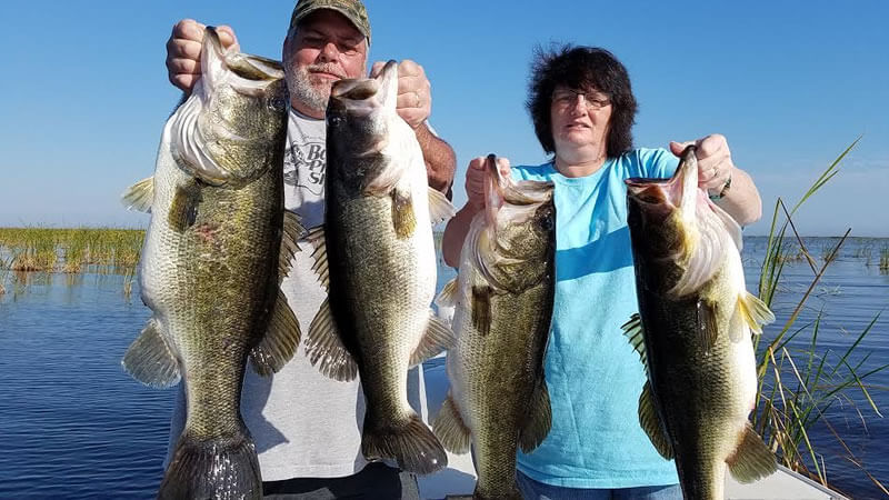 Largemouth Bass Fish Lake Okeechobee