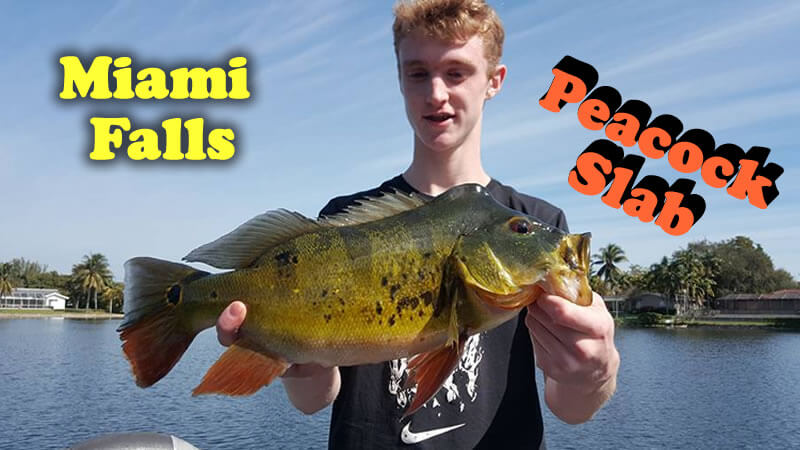 Peacock Bass Fishing Miami Falls
