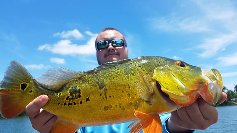 Peacock Bass Fishing Charters