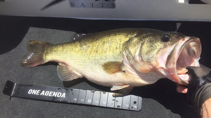 Lake Trafford Restoration Yields Great Bass Fishing