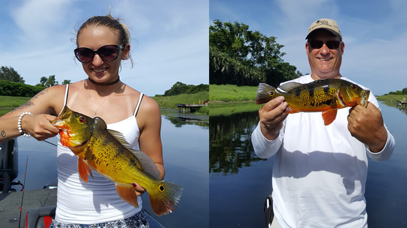 Florida Peacock Bass Charter