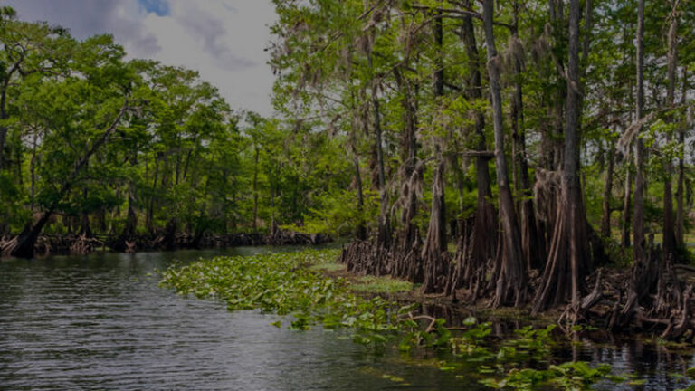 St Johns River Florida Fishing