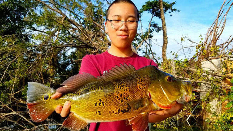 Miami Falls Canal System Peacock Bass