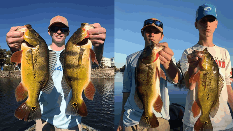 Winter Peacock Bass Fishing